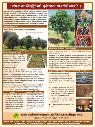 Calophyllum Tamil.jpg
