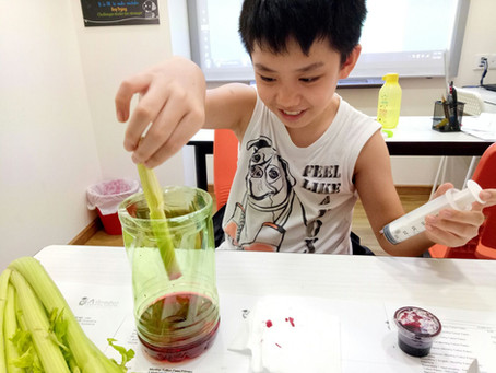 Primary 5 Science for September - Air and the Respiratory System