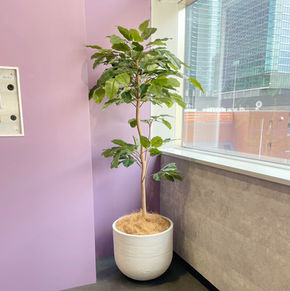 ボダイジュ　フェイクグリーン