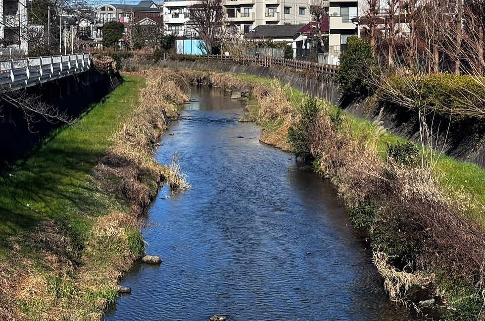 冬の黒目川