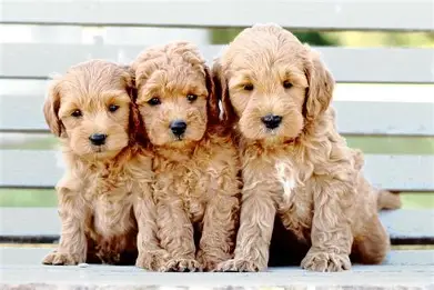 Three fluffy goldendoodle puppies sitting together on a bench.