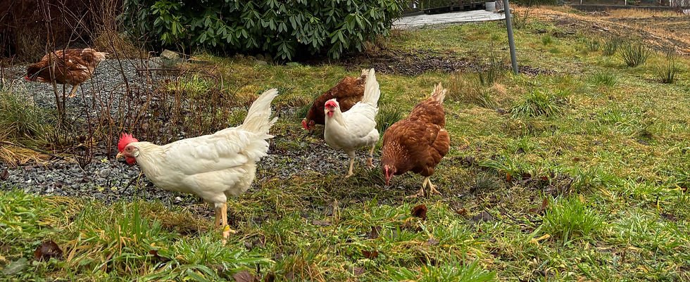 Høner i hagen