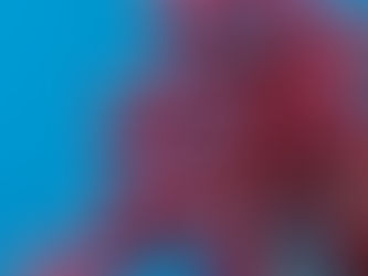 Bar Pirex promove campeonato de foto de ipês, com prêmios para melhorese rápido registros