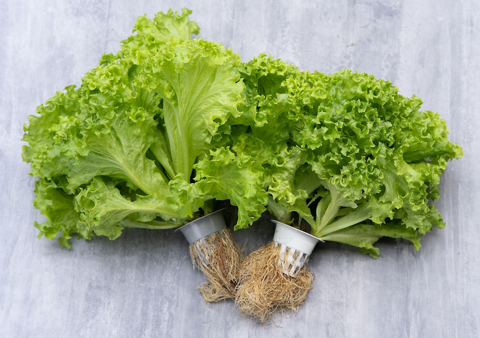 Thumbnail: Coral Lettuce 生菜 260g