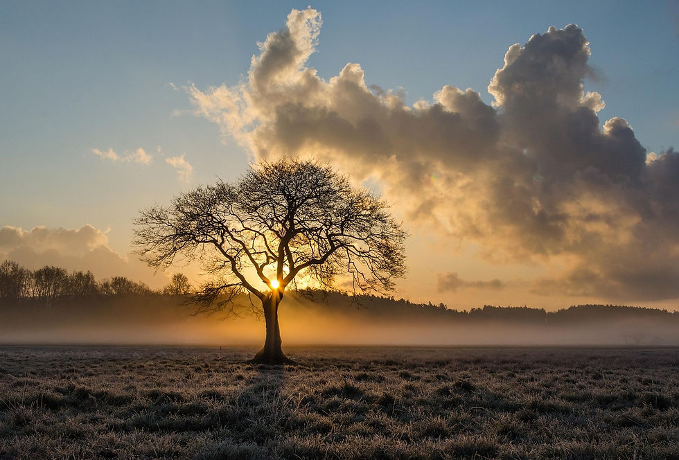 mbll-lone-tree-1934897_1280.jpg