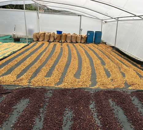 Drying house with different processes