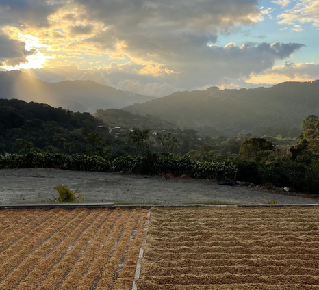 Nice organised coffee Patios drying delicious coffee