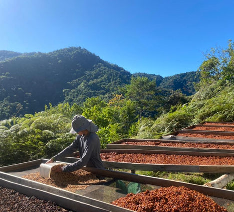A producer carefully labels a lot of Catuai Amarillo on raised beds while a woman meticulously sorts the drying parchment coffee. This manual work ensures traceability and quality in the drying phase, under the sun and surrounded by mountain landscapes.