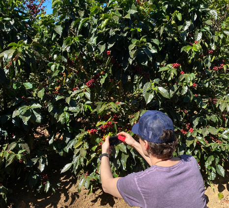 person taking a picture to a coffee tree