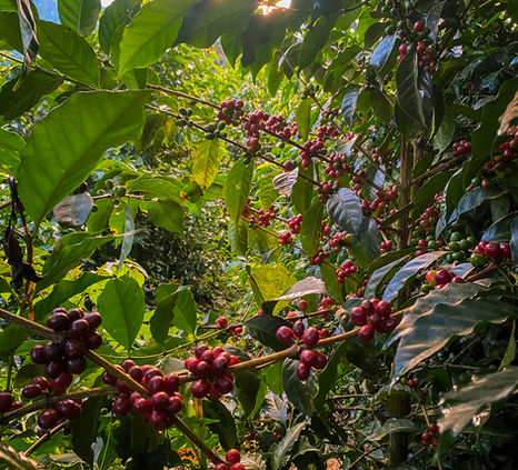 Ripe and unripe coffee cherries growing densely on lush branches, bathed in natural sunlight in the heart of the plantation.