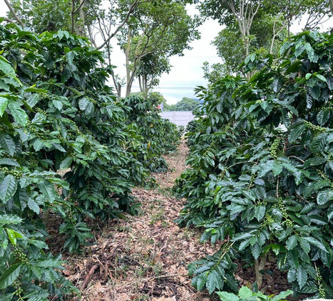Terrazas de café en desarrollo en la finca de Fátima Micro Mill.