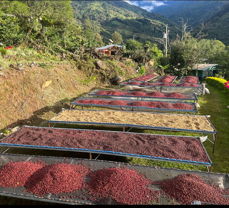 Outside african beds drying different processed coffees
