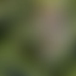 Coffee Market Waves: Global Supply Strains, Surging Demand & Premium Growth