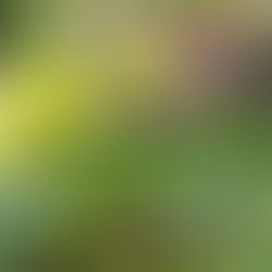 How Climate Is Affecting the Coffee Situation Worldwide