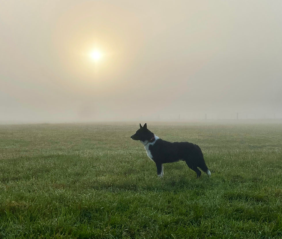 Black and white border collie standing in grass field heavy in fog