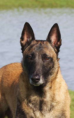 Belgian Malinois portrait in front of water 