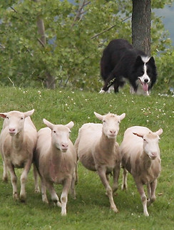 Usbcha Herding Training | Dalriakennel