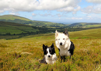 2 border collies lying down in the grass on a hill in Ireland 