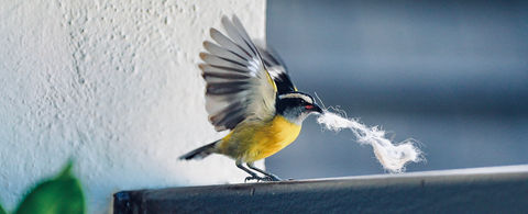 Reinita, Puerto Rico.JPG