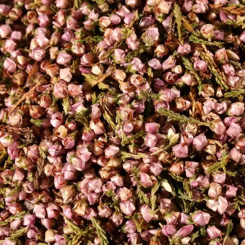 Heide | Calluna vulgaris