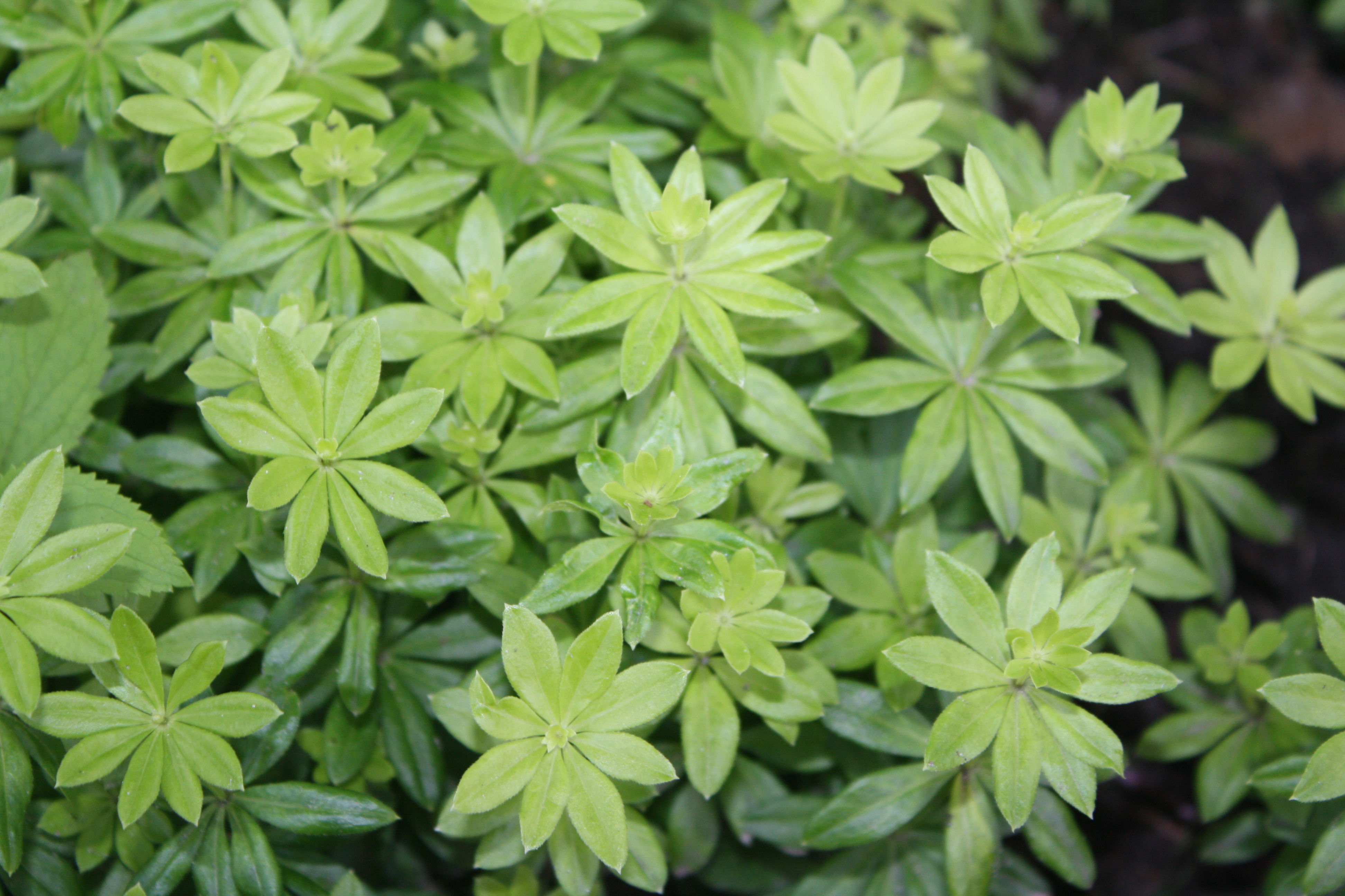 Tinctuur | Lievevrouwebedstro - Galium odorata