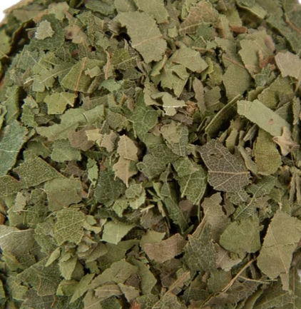 Witte Moerbei | Morus alba