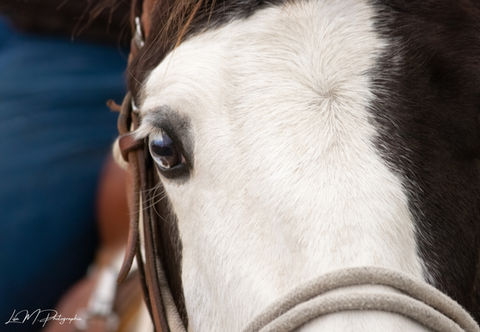 portrait jura photo western yeux cheval étalon paint Lisa M Photographie