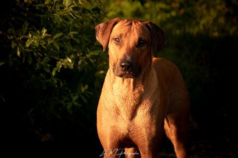 Portrait chien couché du soleil lisa m photographie jura