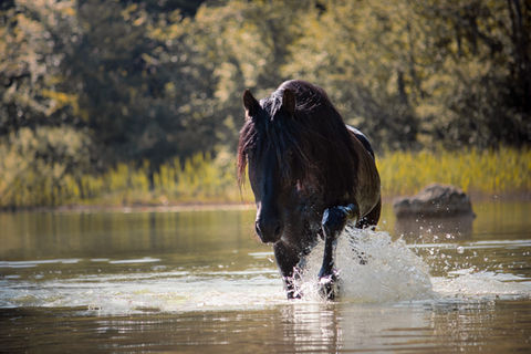 portrait étalon espagnol photo lac jura Lisa M Photographie