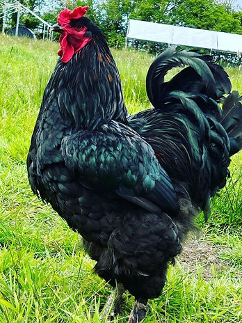 079c3410-048f-4014-8e30-89ef61731549 2.JPG