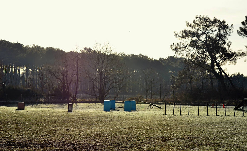 parcours d'agility