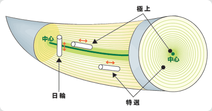 象牙について
