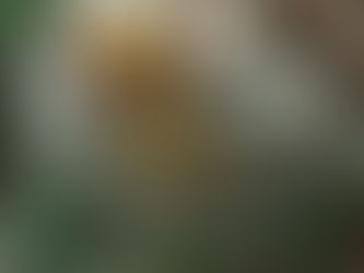 害虫のお悩みにも対応！