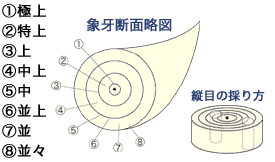 象牙断面