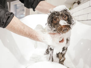 シャンプー中のワンちゃん