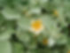 ʻIlima papa