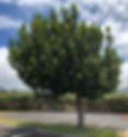 Kamani