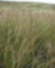 Pili Grass