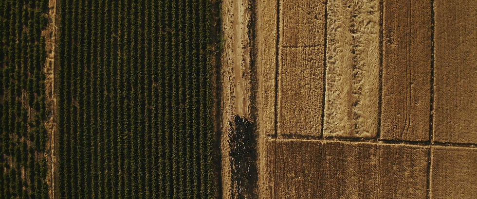 Seeds of Dignity