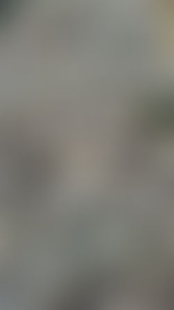 ¡Mi suculenta se ve rara!