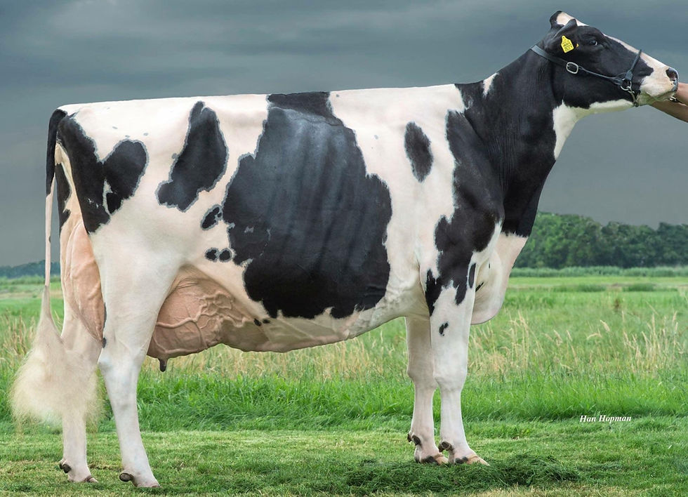 Bons Holsteins Ella 158