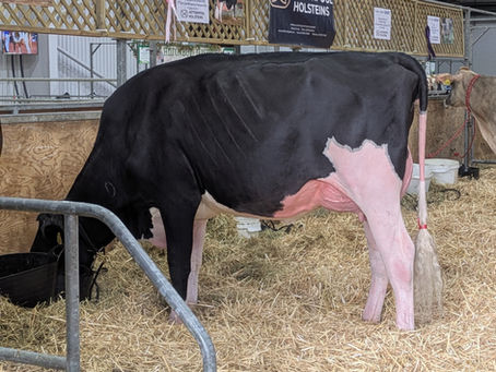 UK Dairy Day: Victory for Victoire!