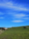Horsey landscape.jpg
