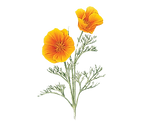 orange-california-poppies-illustration_edited.png
