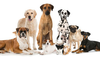 Dog Health Issues Do Mixed Breed Dogs Have An Advantage Over Purebred Dogs
