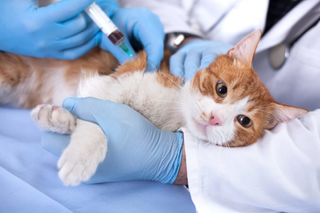 cat urinary blockage treatment at home