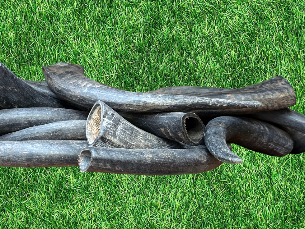 Buffalo Horn - Large - Low Fat