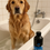 Thumbnail: Animal Planet Pets - Deep Cleaning Shampoo