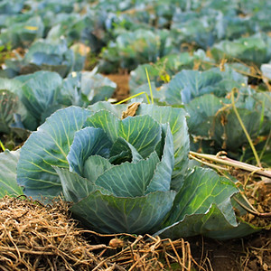 Cabbage Field