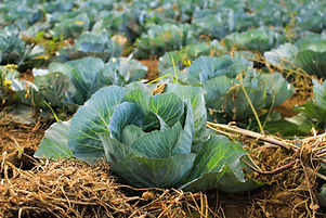 Cabbage Field
